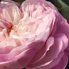 Eau de Parfum Chloé Rose Naturelle 30 ml Photo 5