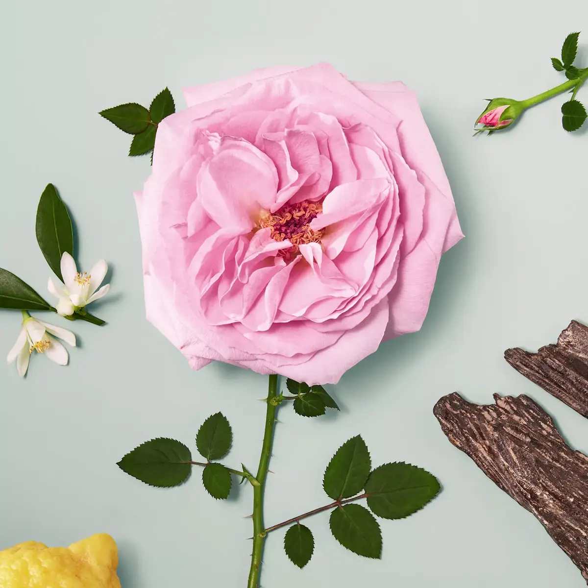 Eau de Parfum Chloé Rose Naturelle 30 ml Photo 8