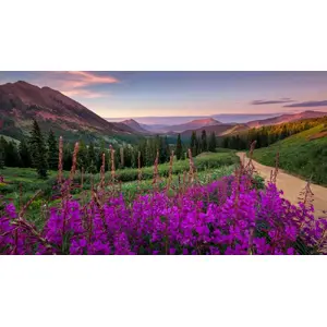 Vivid Colours