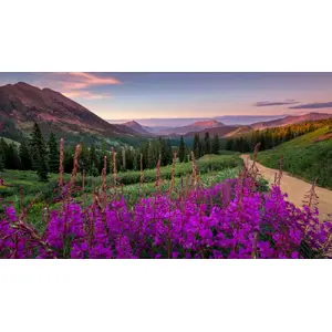 Vivid Colours