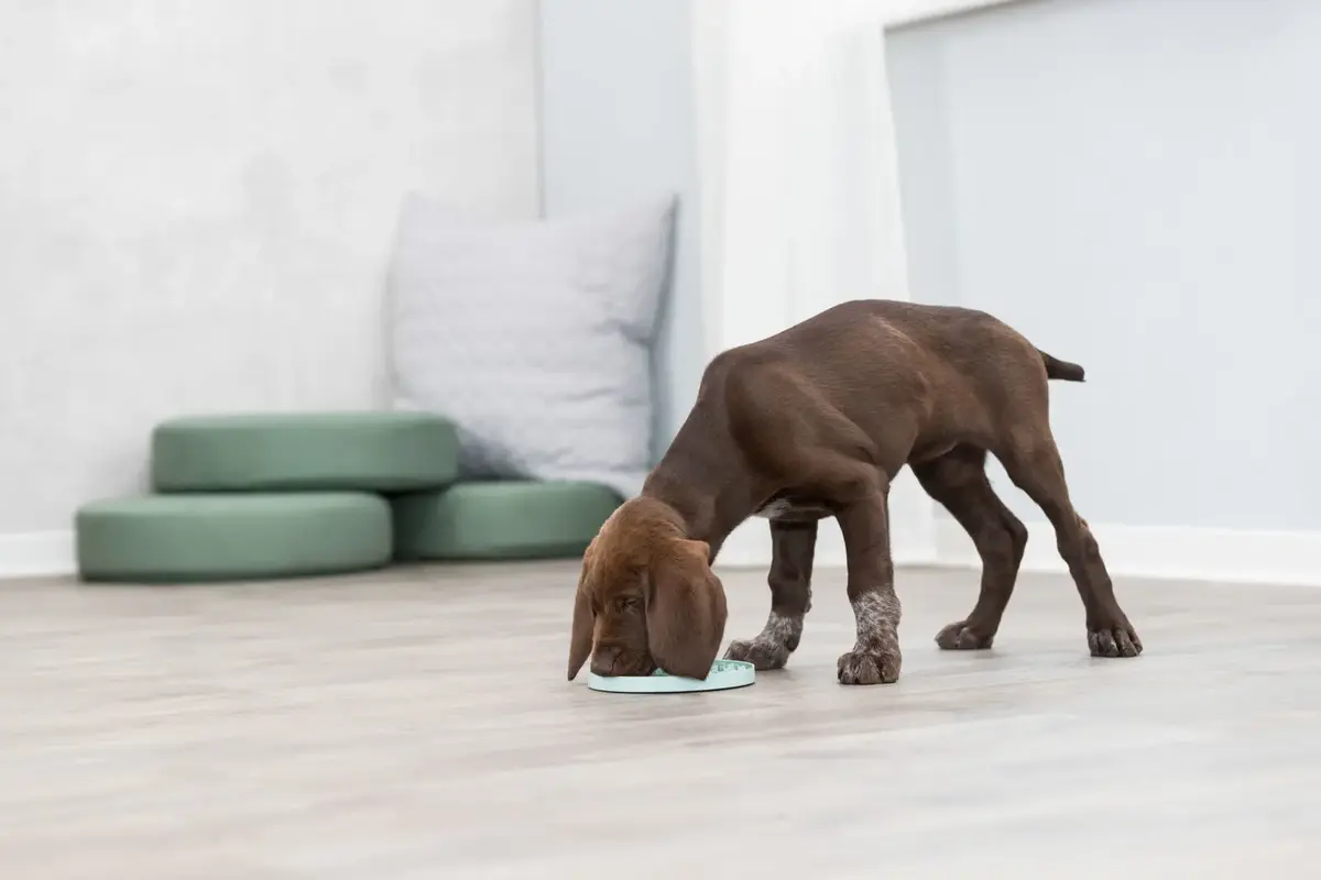 Игрушка для лакомств Trixie Junior Licking Plate Photo 11