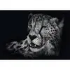Schmidt Spiele jigsaw puzzle Ashley Rader Speed Cheetah 1000 Photo 2