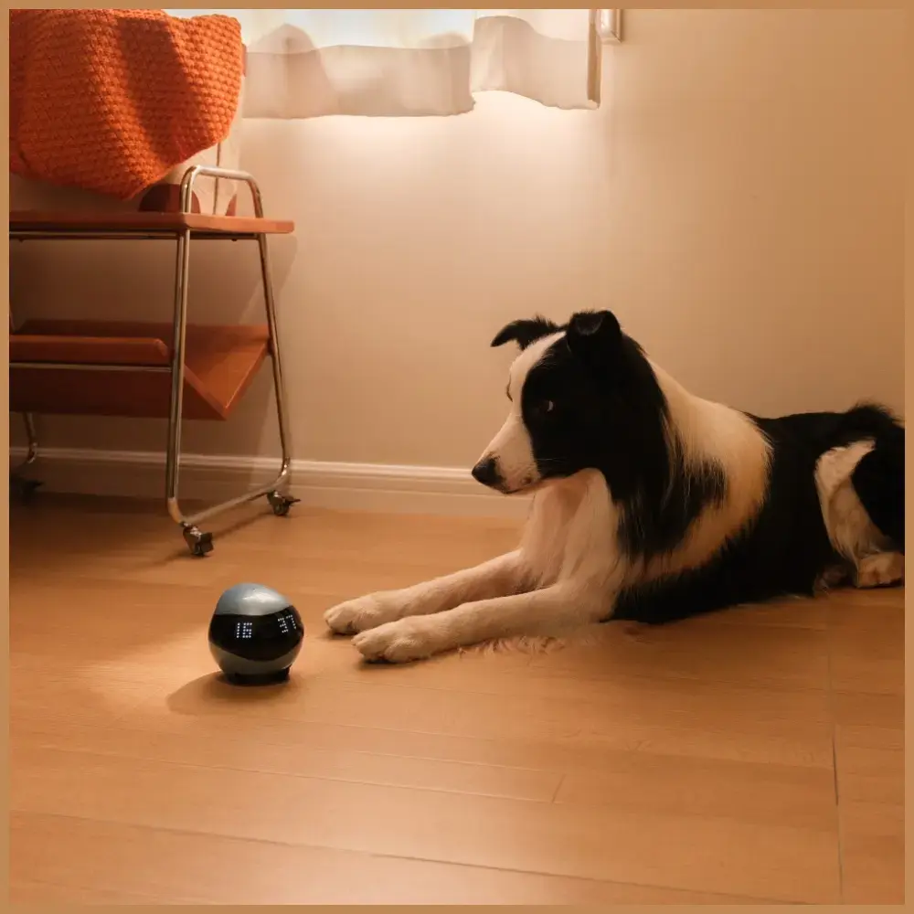 Мониторинговый робот Enabot EBO AIR 2 Photo 7
