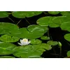 Tamron 70-180mm f/2.8 Di III VC VXD G2 для Nikon Photo 13