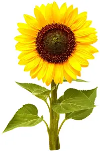 Refill pack for Click and Grow Smart Garden SGR65X3 — Mini Sunflower pods, 3 pcs