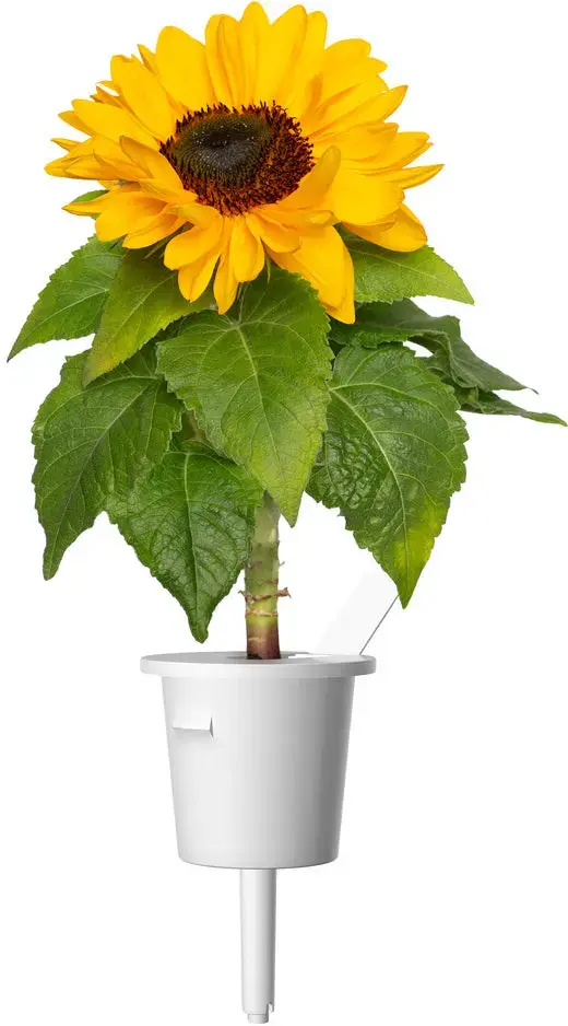 Click and Grow SGR65X3 — мини-подсолнухи, 3 шт. Photo 3