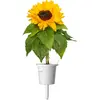 Click and Grow SGR65X3 — мини-подсолнухи, 3 шт. Photo 3
