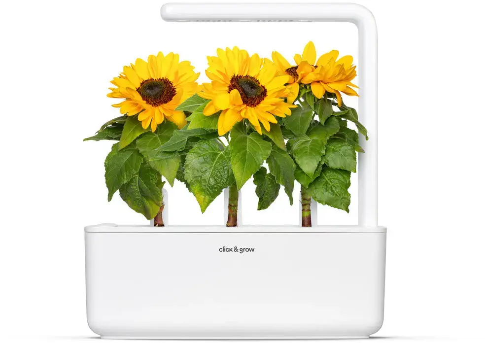 Click and Grow SGR65X3 — мини-подсолнухи, 3 шт. Photo 4