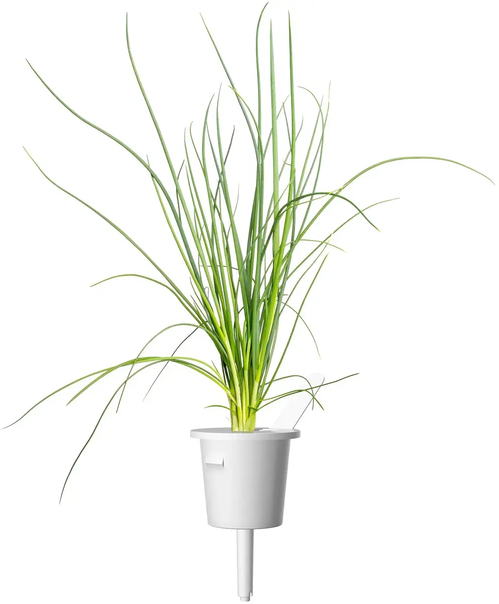 Click & Grow Smart Garden заправка SGR105X3 — Зелёный лук Photo 3