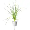 Click & Grow Smart Garden заправка SGR105X3 — Зелёный лук Photo 3