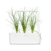 Click & Grow Smart Garden заправка SGR105X3 — Зелёный лук Photo 4