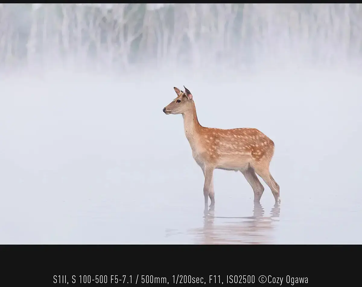 Объектив Panasonic Lumix S 100-500mm f/5.0-7.1 O.I.S. Photo 9