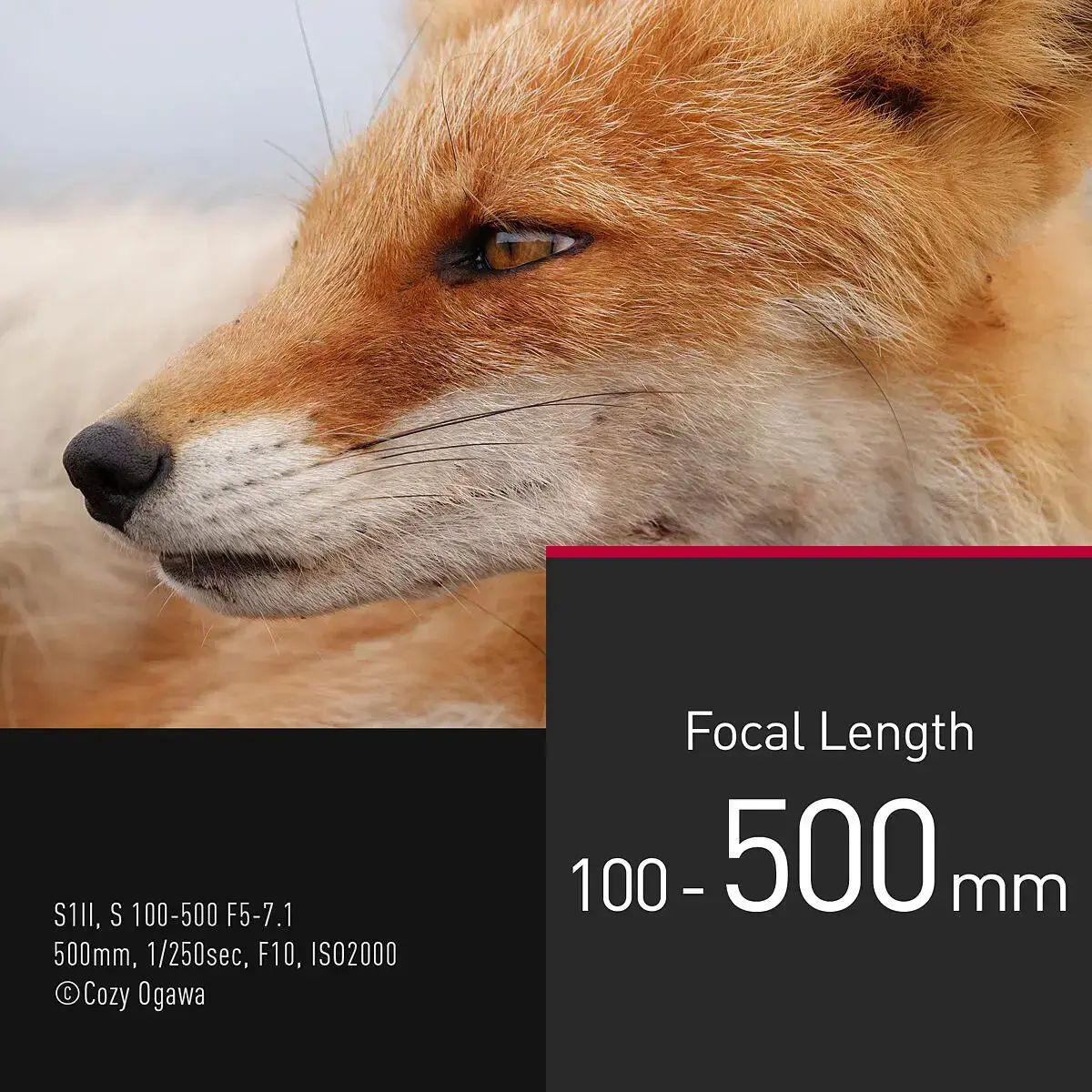 Объектив Panasonic Lumix S 100-500mm f/5.0-7.1 O.I.S. Photo 10