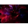 Eau De Toilette Dior Hypnotic Poison 30ml Photo 2