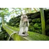Tamron 25-200mm f/2.8-5.6 Di III VXD G2 объектив Photo 14