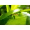 Tamron 25-200mm f/2.8-5.6 Di III VXD G2 объектив Photo 18