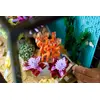 LEGO Icons 10366 Tropical Aquarium set Photo 11