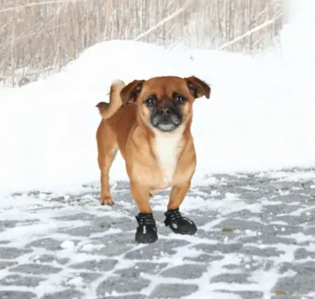 Aizsargzābaki Trixie Walker Active Photo 18