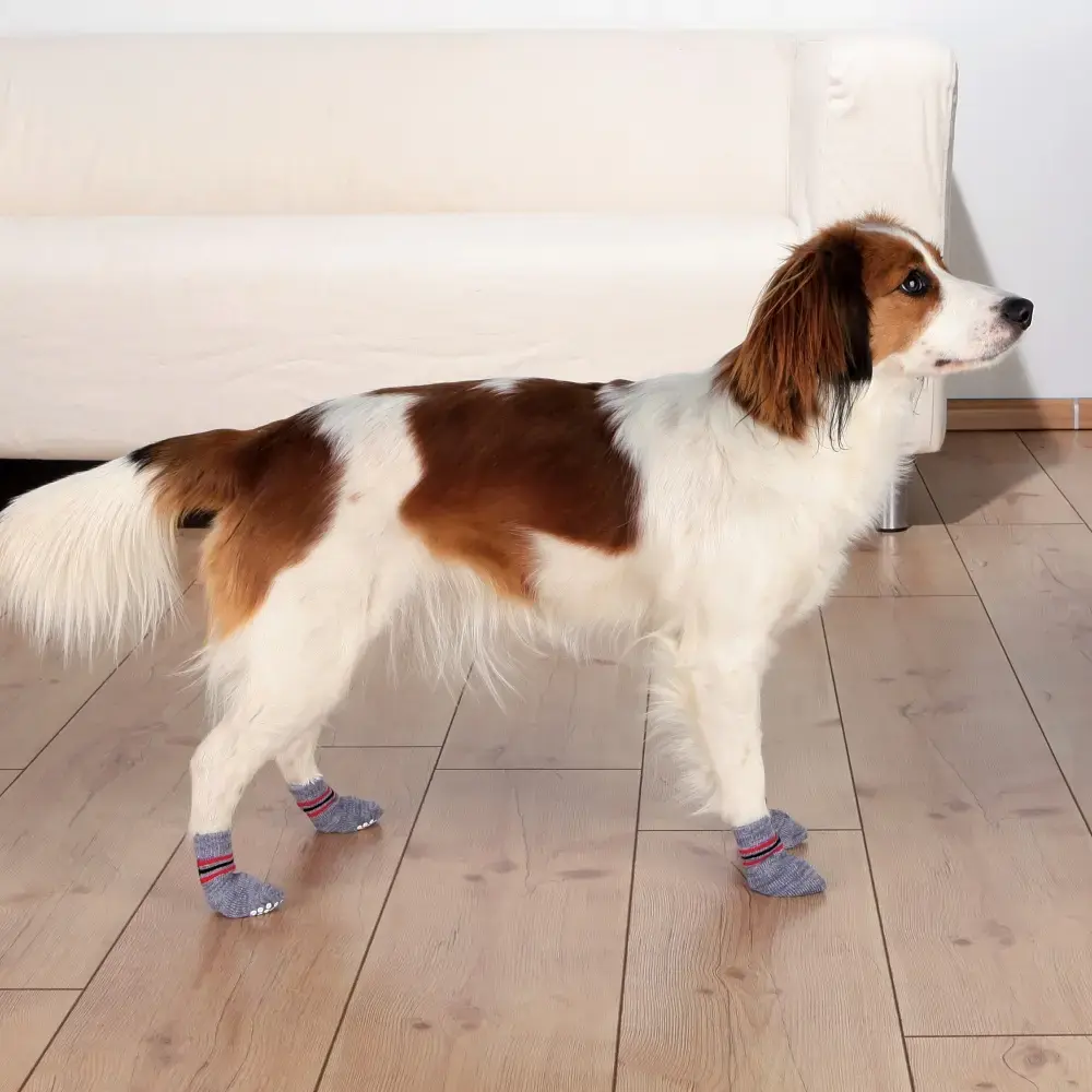 Dog socks Trixie TRIXIE 19501 XS/S cotton Photo 2