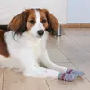 Dog socks Trixie TRIXIE 19501 XS/S cotton Photo 3