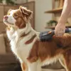 THOMAS Pet Grooming набор — 6 предметов, насадка Photo 5