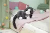 Zapf Creation BABY born My Kitten Cookie — аксессуары 43 см Photo 9