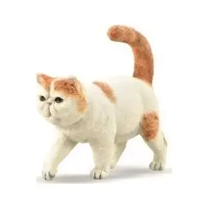 Figurine Collecta Exotic Shorthaired Cat by Collecta, model 004-88937, realistic animal figure