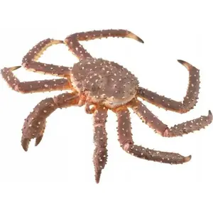 Collecta KING CRAB figurine - Collecta 004-88851 realistic marine crustacean model