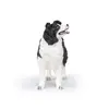 Kolekcijas figūra Papo Border Collie Photo 4
