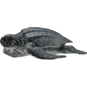 Collecta figure Leatherback Sea Turtle model 004-88680 realistic animal figurine