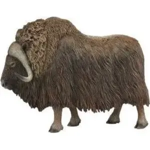 Collecta Collectible Arctic Muskox Figurine PIŻMOWÓŁ ARKTYCZNY 004-88837