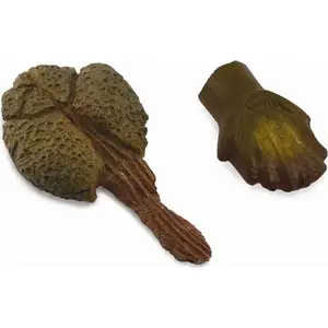 Figure CollectA Ankylosaurus Tooth and Tail 89287 – Collecta dinosaur model, detailed sculpt, small collectible