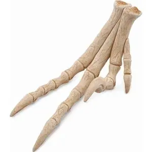 Collecta figure replica of a Velociraptor limb CollectA 89285 – anatomical model of dinosaur limb