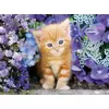 Clementoni 30415 500 daļu puzzle Photo 2