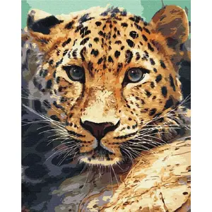Paint it! BS51736 Gepard activity book — Pegasus Elliot Mackenzie Publishers