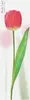 header-product