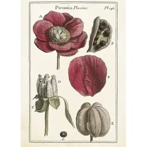 Skona Ting Karnet ST426 B6 with Envelope Piwonie — greeting card set
