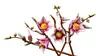 LEGO Botanicals 11510 Magnolian oksat set Photo 6