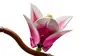 LEGO Botanicals 11510 Magnolian oksat set Photo 7
