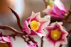 LEGO Botanicals 11510 Magnolian oksat set Photo 12