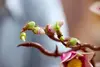 LEGO Botanicals 11510 Magnolian oksat set Photo 13