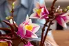 LEGO Botanicals 11510 Magnolian oksat set Photo 15