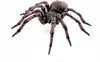 Swede Papo Common spider — figūriņa, 1 gab. Photo 2
