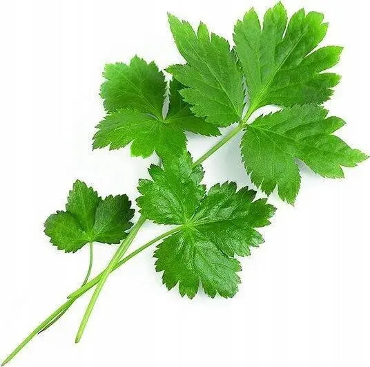 Augu kapsula Veritable Lingot Mitsuba (japāņu