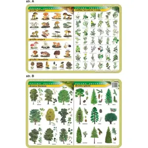 Poster Visual System: medicinal mushrooms, medicinal plants and herbs, deciduous and coniferous trees (educational botanical chart)