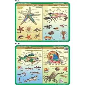 Обучающая подложка Visual System — морские беспозвоночные: иглокожие, ракообразные, моллюски, рыбы (VISU0032)