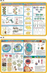 Educational Poster Mat Visual System — Cells & Tissues, Bacteria & Viruses, DNA (VISU0035)