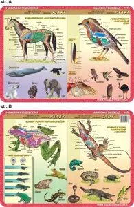 Educational Mat Visual System VISU0031 — Amphibians, Reptiles, Mammals, Birds