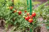 Bradas TYP11100 garden stake TYP11100 Photo 2