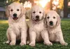 Clementoni SuperColor Brothers In Fur puzle 24820 Photo 3